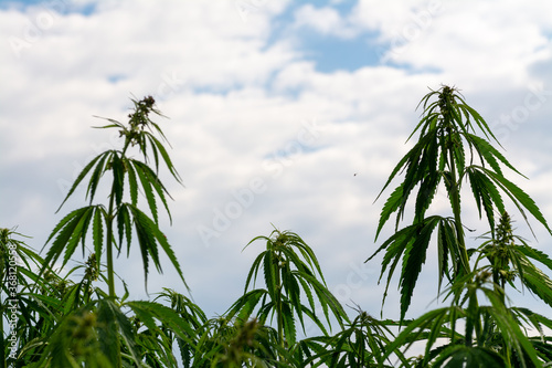 Fototapeta Naklejka Na Ścianę i Meble -  canabis on marijuana field farm sativa weed hemp hash plantation panorama