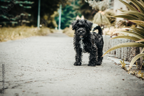 Little puppy schnauzer is playing in nature. He loves running. He is a happy dog.