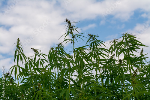canabis on marijuana field farm sativa weed hemp hash plantation panorama