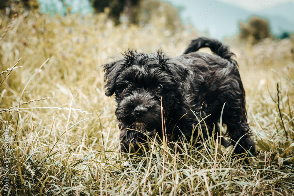 Little puppy schnauzer is playing in nature. He loves running. He is a happy dog. Little puppy schnauzer is playing in nature. He loves running. He is a happy dog.