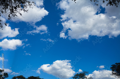 Céu azul com nuvens e árvores, visto de baixo para cima com espaço para colocar texto © levi