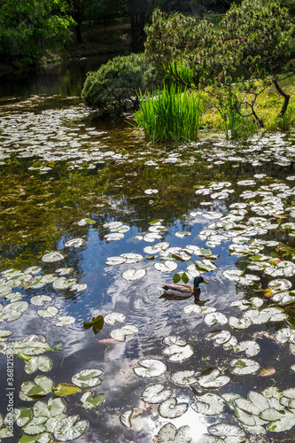 Photography Duck  swimming in water of pond of japanese garden  in Moscow!