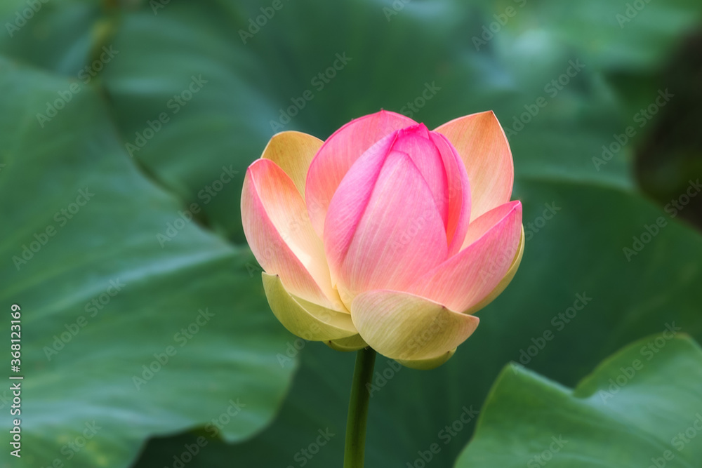 A pink Lotus Bud (Nelumbo) blooms in the water. Lotus close-up. Pink lotuses are delicate and beautiful flowers, a sacred plant. A pink Lotus Bud (Nelumbo) blooms in the water. Lotus close-up. Pink lotuses are delicate and beautiful flowers, a sacred plant.