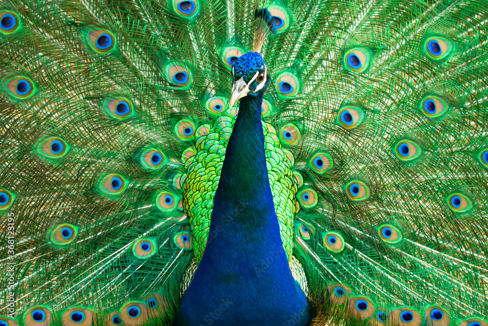 Obraz premium Close up of a beautiful Indian male peacock bird showing his colorful feather tail.