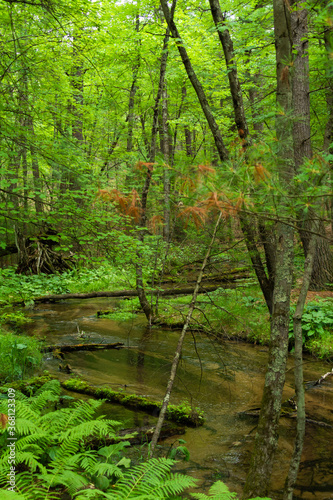 Fototapeta Naklejka Na Ścianę i Meble -  Stream in the Forest