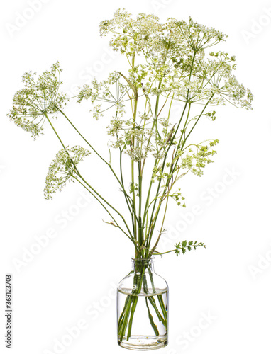 Conium maculatum ( hemlock or poison hemlock) in a glass vessel on a white background photo