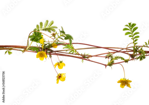 Argentina anserina (common silverweed or silver cinquefoil) in a glass vessel on a white background photo