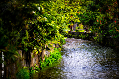 Kyoto, Japan residential neighborhood in spring with Takase river canal water in April with green trees plants along waterway