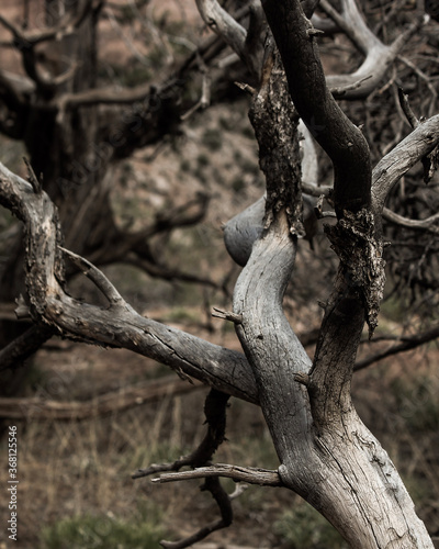 dead tree in the forest