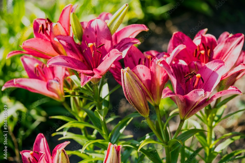 Bouquet of lilies. Photo for postcards. Bouquet of lilies. Photo for postcards.