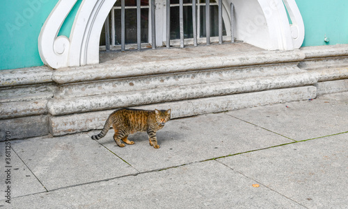 Foto One of the Hermitage cats, a grey tabby, who live at the Hermitage museum in St