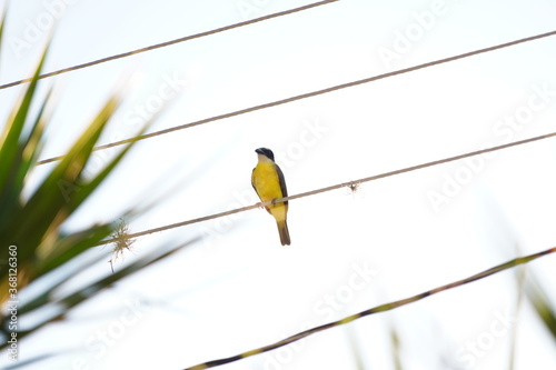 Pitangus sulphuratus bird on a branch © Ana