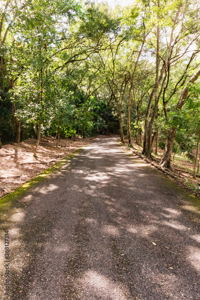 a view of a rural road between green tropical trees and humidity a view of a rural road between green tropical trees and humidity