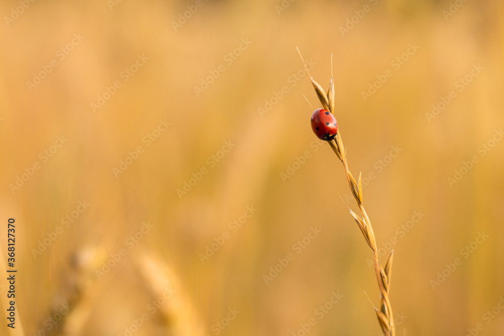Ladybug on spikelet on blurred background of yellow wheat field Ladybug on spikelet on blurred background of yellow wheat field