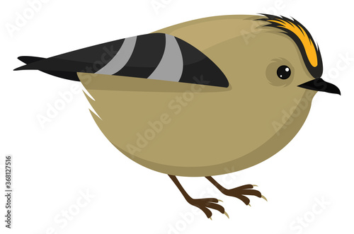 Goldcrest bird, illustration, vector on white background