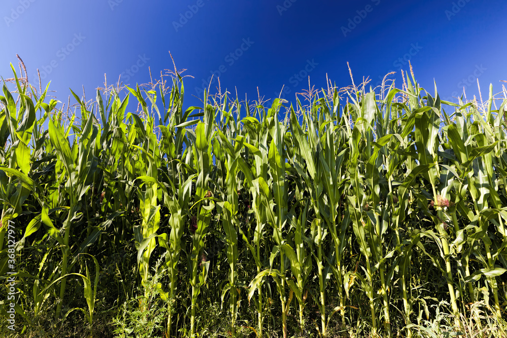 Fototapeta premium agricultural field where sweet corn is grown