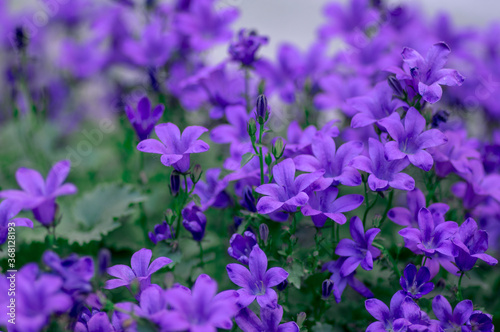 Campanula portenschlagiana bellflowers plants in bloom, deep purple dalmatian bellflower flowering flowers