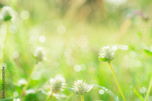 Closeup meadow and lawn with bokeh of dewdrop reflect morning sunlight