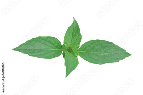 Green leaf isolated on white background. Object with clipping path.
