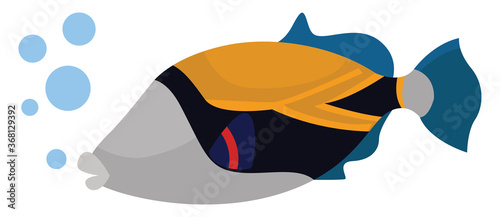 Reef triggerfish, illustration, vector on white background photo