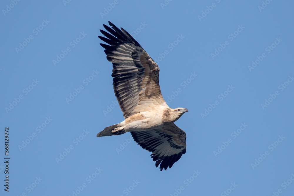 Obraz premium Juvenile White-bellied Sea Eagle in flight
