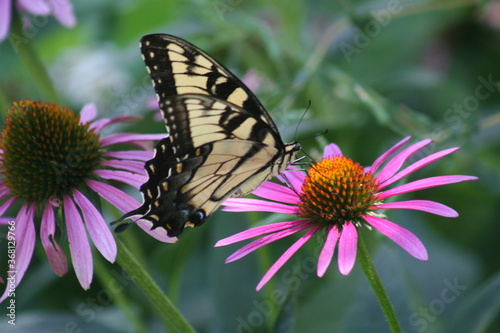 Yellow Swallowtail Butterfly 2020 I © DarrenDwayne