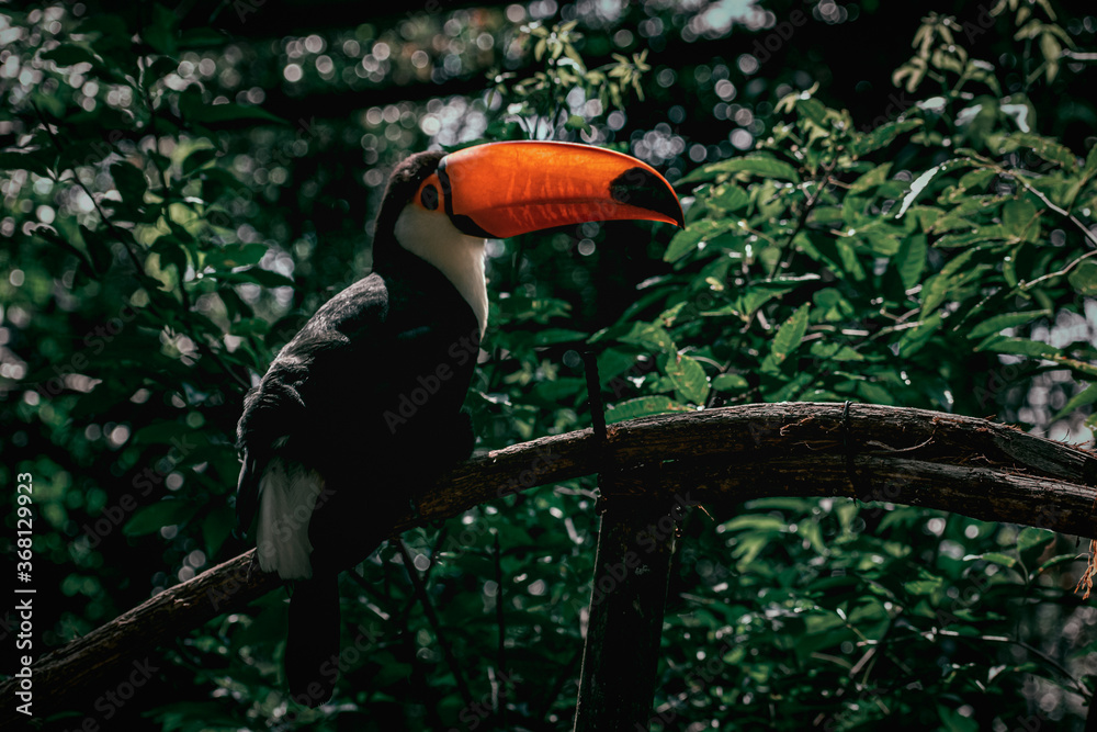 Fototapeta premium Toucan I