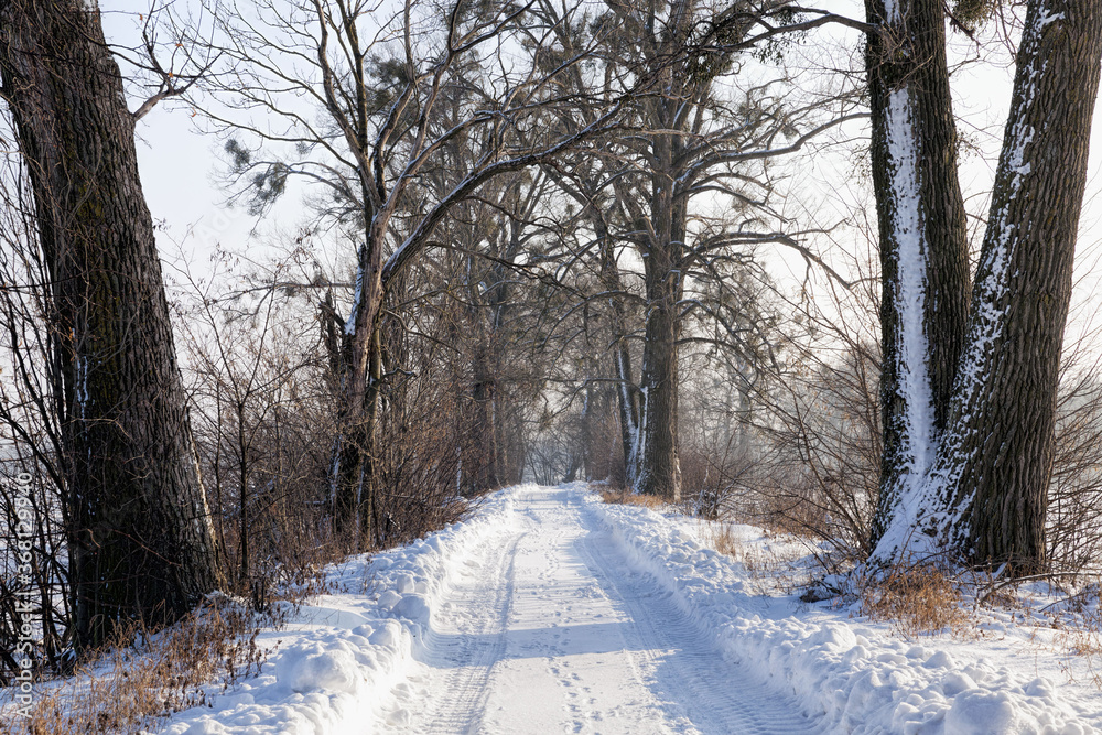 Fototapeta premium narrow snow-covered winter road