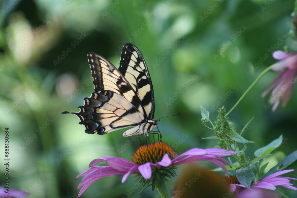 Swallowtail and Coneflower Iris 2020 V Swallowtail and Coneflower Iris 2020 V