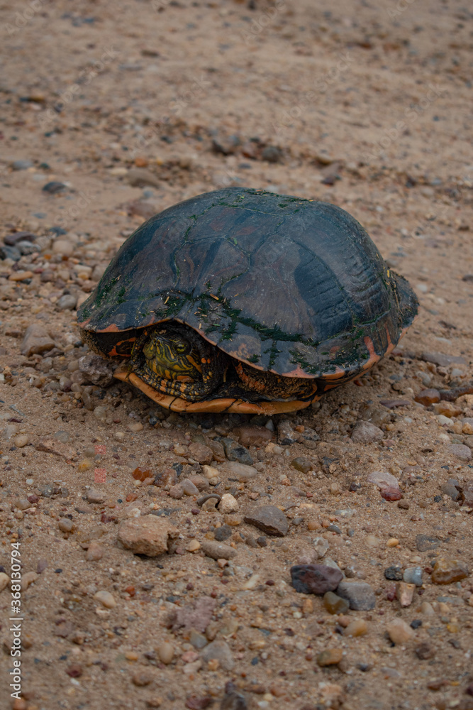 Obraz premium turtle on the sand