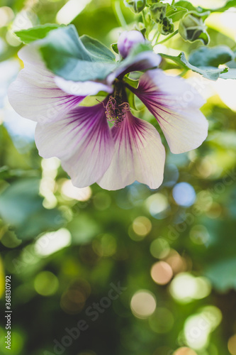 close-up of hibiscus syriacus althea rose of sharon flower (also called aphhrodite hibiscus) with purple and white flowers