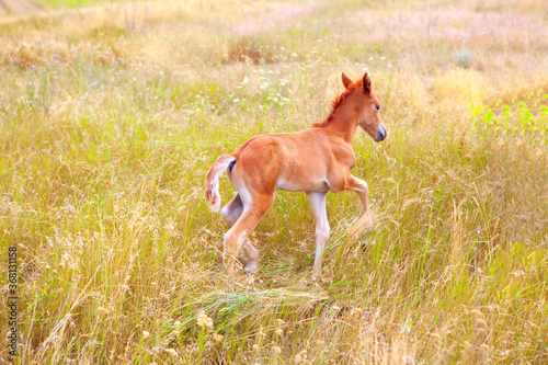 Foal runs through the grass . Young horse playing on the pasture