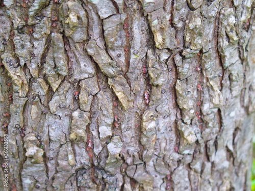 extreme close up of tree trunk