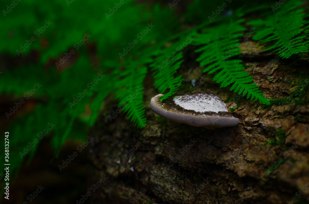 Mushroom in the tree with fern leaves Mushroom in the tree with fern leaves
