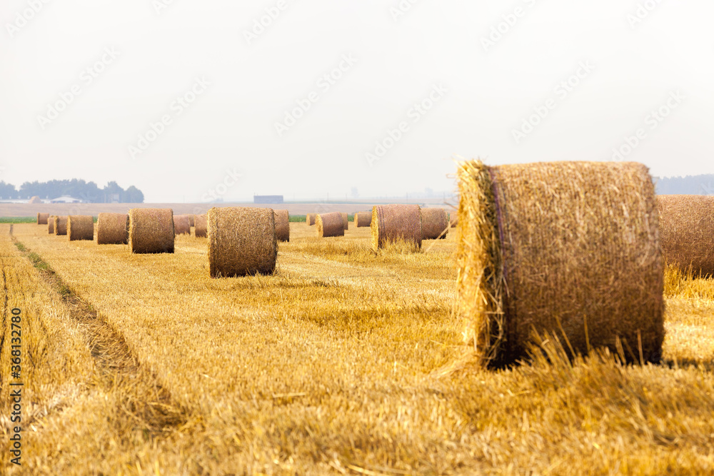 agricultural field with straw stacks