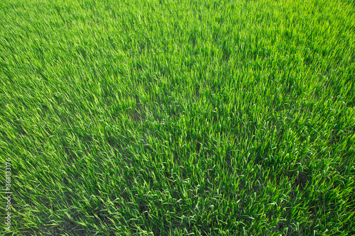 Wallpaper Mural 석양에 물들어 가는 순천만과 푸른 목초지 Torontodigital.ca