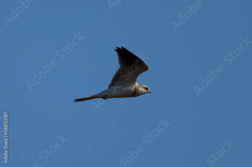 Close-up of a juvenile white-tailed kite flying in the wild, seen in beautiful light in North California 