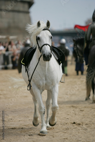 saddled up horse in without its rider