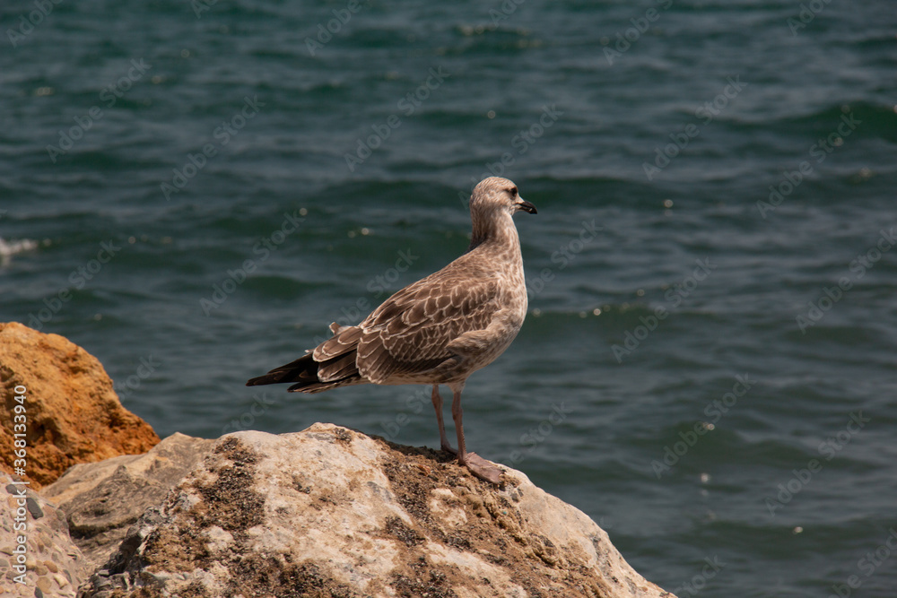 seagull on rock