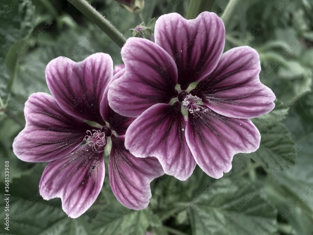 Amazing Flower Amazing Flower