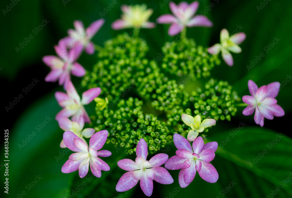 花 花
