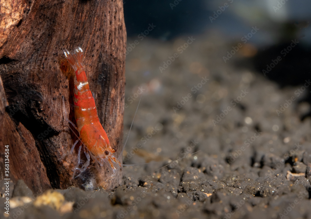 Crystal red bee dwarf shrimp look for food on timber decoration in fresh water aquarium tank. Concept of little beautiful animals help relaxation. Crystal red bee dwarf shrimp look for food on timber decoration in fresh water aquarium tank. Concept of little beautiful animals help relaxation.