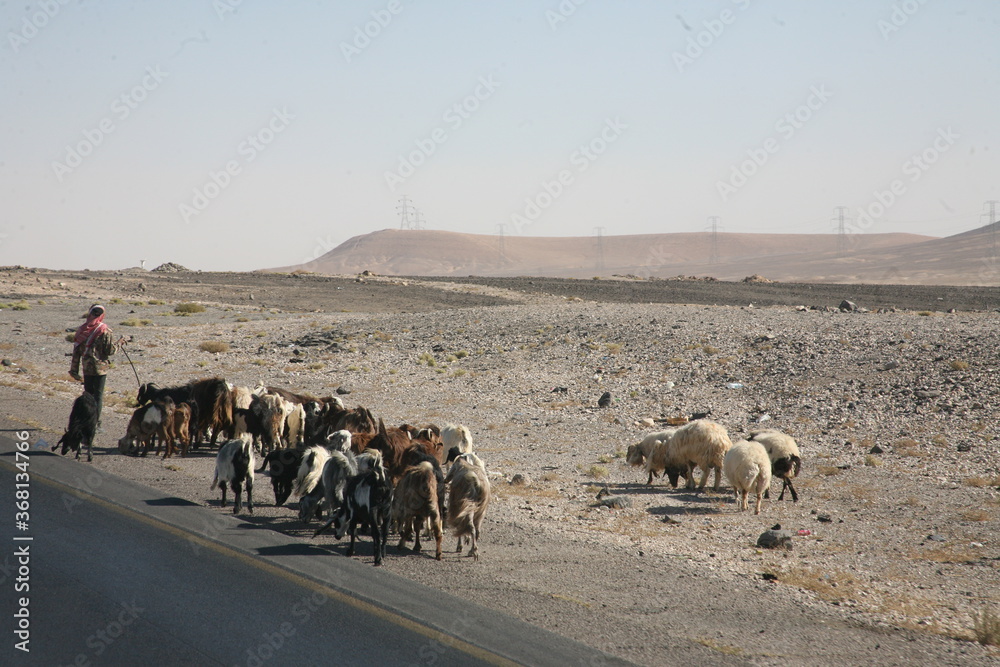 Pastor e ovelhas em Israel