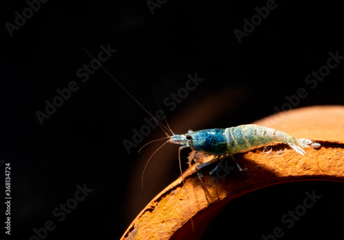 Blue bolt dwarf shrimp stay on earthenware on dark background in fresh water aquarium tank. Concept of little beautiful animals help relaxation for people.