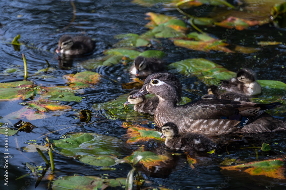 Wood duck family swimming in Lake Washington among lily pads
Wood duck family swimming in Lake Washington among lily pads