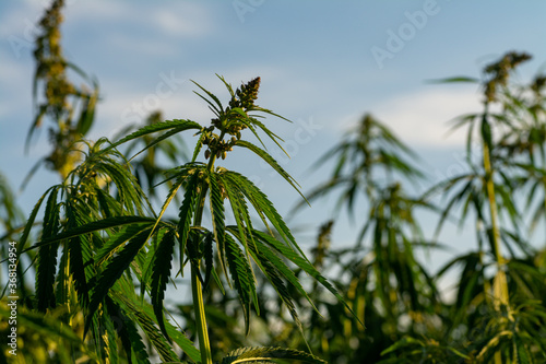 Fototapeta Naklejka Na Ścianę i Meble -  canabis on marijuana field farm sativa weed hemp hash plantation