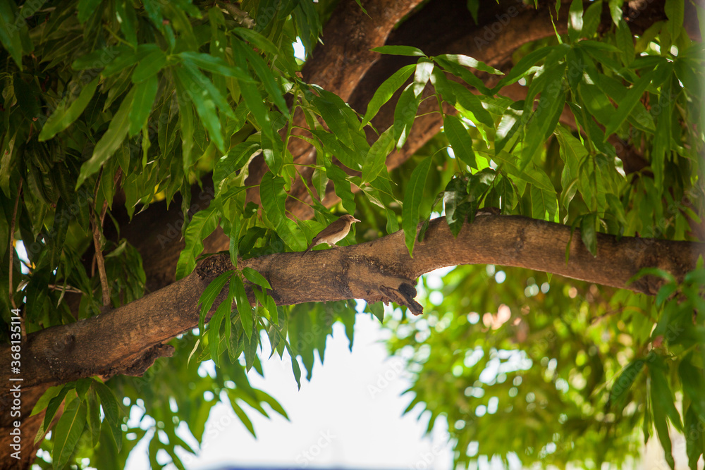 Bird sitting on tree branch in middle of green leaves Bird sitting on tree branch in middle of green leaves