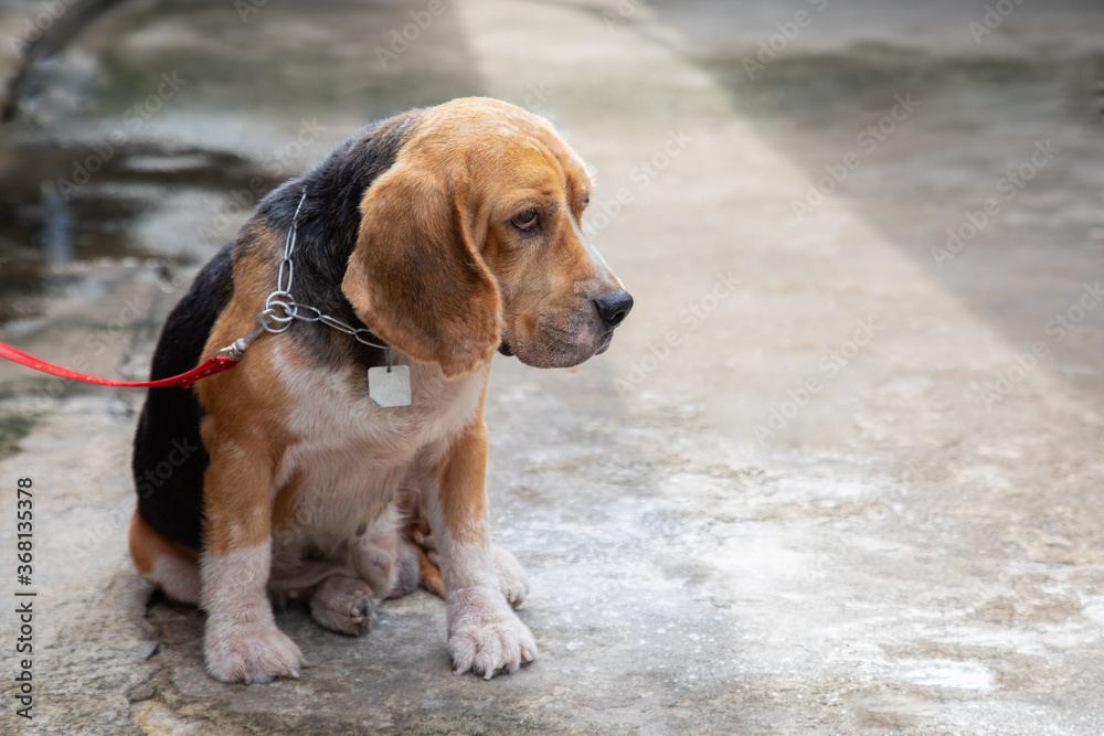 One adorable and old beagle dog is leashed outside the house alone in the morning showing his boring, feeling and waiting for his owner  which blurred background with copy space are shown