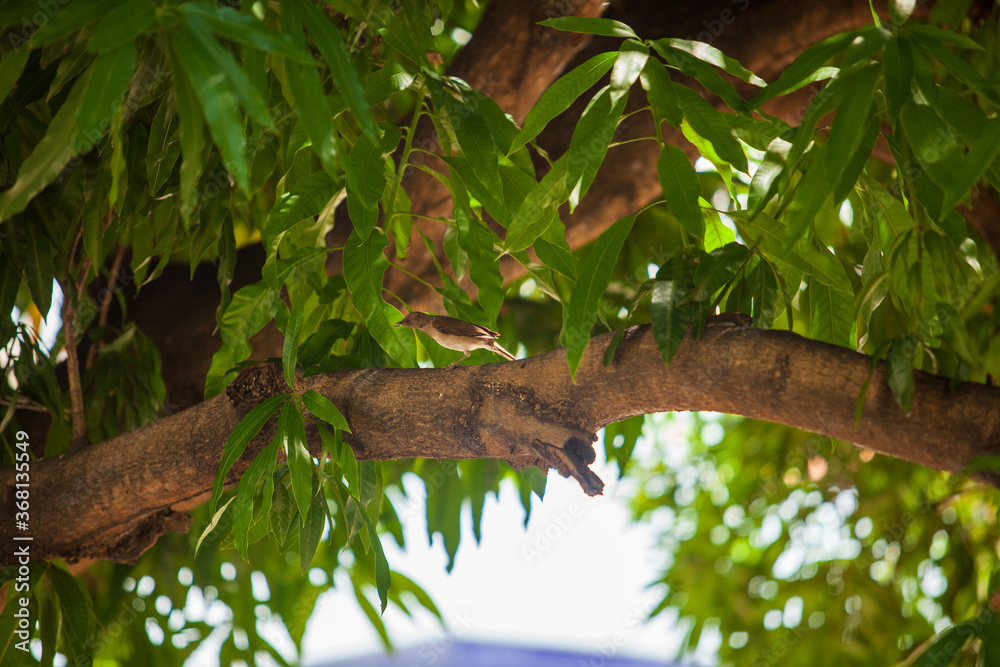 Bird sitting on tree branch in middle of green leaves