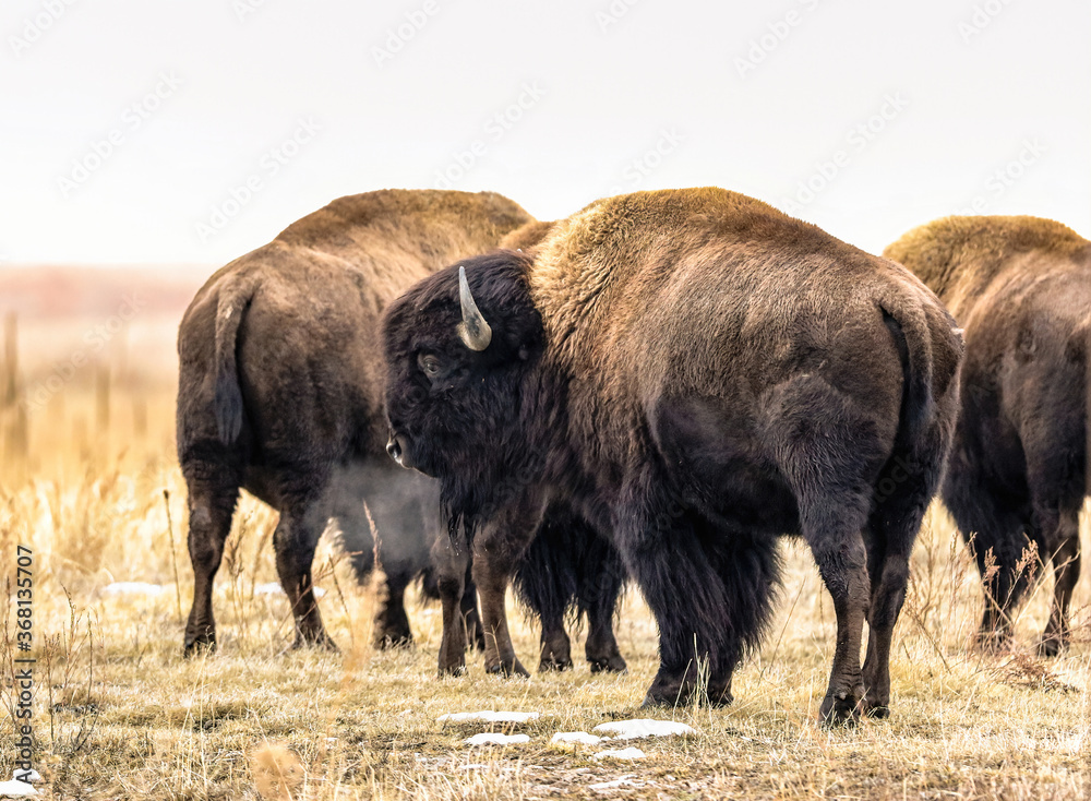 An American Buffalo's breath turns to steam as he is photographed on a cold January day along with his herd at Rocky Mountain Arsenal in Colorado. An American Buffalo's breath turns to steam as he is photographed on a cold January day along with his herd at Rocky Mountain Arsenal in Colorado.